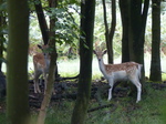 FZ019687 Curious Fallow deer (Dama dama).jpg